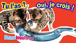 Chats qui parlent  Léo et Leia jouent avec le Circuit Catit Design Senses  Démo Jouets [upl. by Adaner276]