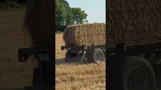 Baby deer running in the wheat [upl. by Skantze]