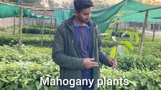 mahogany plants। महोगनी के पौधे। African variety [upl. by Ahsiym865]