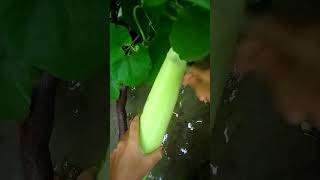 Summer garden harvesting organicgardener agriculture [upl. by Seema555]