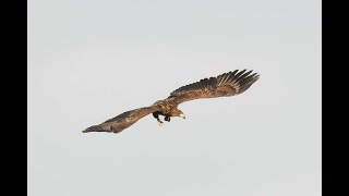 Whitetailed Eagle Stowlangtoft Suffolk 27124 [upl. by Calli]