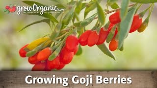 Growing Organic Goji Berries [upl. by Appleton]