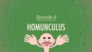 Homunculus Crash Course Psychology 6 [upl. by Elayor]