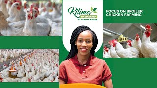 Focus On Broiler Chicken Farming  Kilimo na Biashara [upl. by Ennayt]