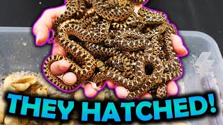 Baby Bullsnakes Hatching One is Extra Spicy [upl. by Adnylg605]