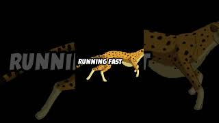 Greyhound vs Cheetah Who Wins the Race [upl. by Ittocs330]