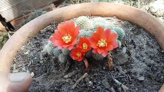 Cactus Rebutia en flor [upl. by Eniaj614]