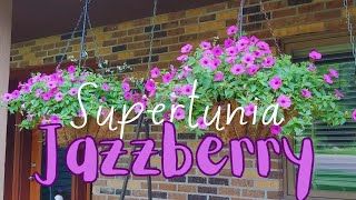 Transform Your Hanging Baskets with Supertunia Vista Jazzberry 🌸 The Ultimate Floral Sensation 💚🌺 [upl. by Freya]