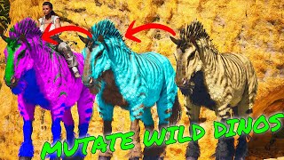 How To MUTATE BOOST Wild Dinos in Ark Survival Ascended ASA MUTATIONBREEDING GUIDE [upl. by Miah]