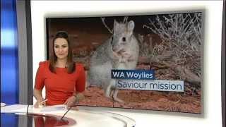 ABCTV News – WA Woylies Saviour Mission at Mt Gibson 060915 [upl. by Brunelle]