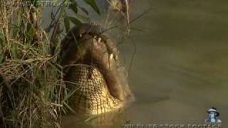 American Alligator Bellowing 05 [upl. by Ailis128]