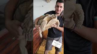 MONSTRUO DE ESPOLONES adivina el peso de nuestra tortuga Sulcata animals pets reptiles sulcata [upl. by Dublin]