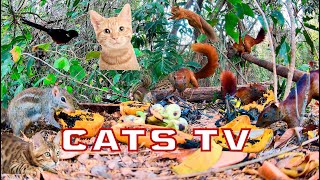 Live 247Cat TV For Cats To WatchJumping up amp Down Red Squirrels amp Birds Best For Pet to Watch [upl. by Savage948]