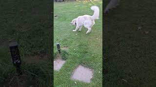 Great Pyrenees Dog Playing With Water lgds livestockguardiandog funny funnydogs dog hobbyfarm [upl. by Bracci]