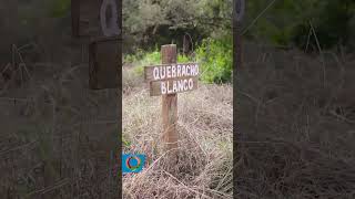 ¡Así es el bosque nativo en Oliva [upl. by Ecnerat]