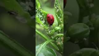 Ladybugs Eating AphidsLadybug to the Rescue🐞 Shorts [upl. by Lalittah]