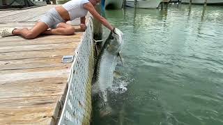 MASSIVE Tarpon Engulfs My Kid’s Arm at Robbie’s in Islamo￼rada [upl. by Ahsinej]