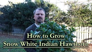 How to grow Snow White Indian Hawthorn White Flowering Evergreen Shrub [upl. by Rosmunda332]