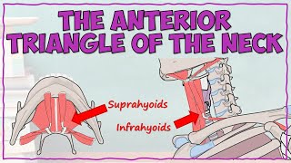 Anterior Triangle of the Neck  Suprahyoid and Infrahyoid Muscles [upl. by Ecarret]