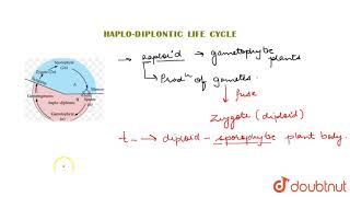 HAPLODIPLONTIC LIFE CYCLE [upl. by Rebba]