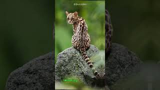 Meet the Margay The Most Agile Cat in the World  Nature’s Wondersshorts buzzbilt animals [upl. by Zeuqirdor547]