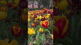 Tulip Festival has returned to Araluen Botanic Park [upl. by Marne859]