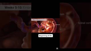 Stages of embryo creation embryo embryology pregnancy pregnant [upl. by Bauer496]