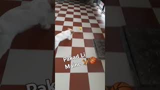 Pakad li h 🐕 shihtzu playinggames trending doglover ❤️cute [upl. by Eat725]