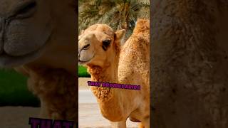 Do you know about dromedary camels and bimodal camelsClick on the description [upl. by Salocin830]