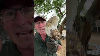 Look at this amazing barn owl They have incredible hearing capabilities ivancarter reels [upl. by Ainala553]