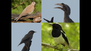 A Symphony of Feathers Observing Birds at Keoladev National Park with a Nikon P950 [upl. by Curnin298]