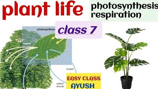 plant life  photosynthesis and respiration icse biology class 7 [upl. by Aseena]