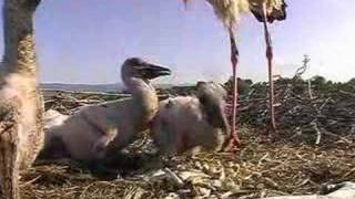 Storks Nest Storchennest Holzhausen  14 Days Old [upl. by Issac]