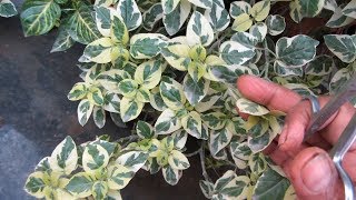 Easiest Way To Grow Ligustrum Golden Hedge Plant From Cutting  UrduHindi [upl. by Inattyrb]