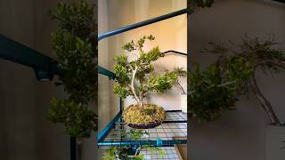 Boxwood Bonsai in the Garage for the Winter bonsai bonsaitree garden gardening trees plants [upl. by Ravid]