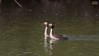 Haubentaucher Pinguintanz  Great crested grebe at courtship [upl. by Trudi]