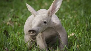 Aardvark  Animal of the Week [upl. by Odnumde]