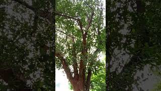 Jackfruit tree botanical name Autocarpus heterophyllusshorts [upl. by Aneleiram]