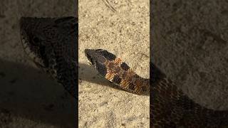 Gorgeous Eastern Hognose Snake in Alabama First Snake of November [upl. by Sonni106]