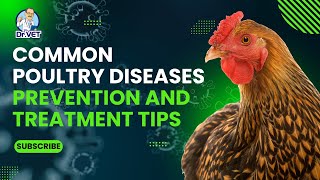 Common Poultry Diseases Prevention and Treatment Tips  DrVet [upl. by Coray]