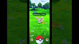 Catch a Minccino in Pokemon GO Indonesia  Shorts  shorts pokemongo pokégoworthy [upl. by Vincent]