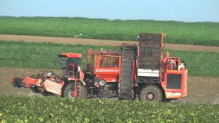 Rüben roden mit einem Holmer Terra Dos T3 in Gäuboden bei Dingolfing Landau Niederbayern Teil 33 [upl. by Marden969]