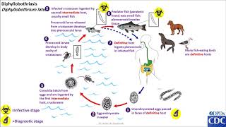 Diphyllobothrium latum life cycle [upl. by Davy515]