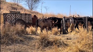 CARRETO DO MILHO 2024 FAZENDA TAMBURI [upl. by Flossy]