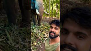 Mavelikara Krishnankutty kollamtourism elephant aana actor athulsuresh keralatemplefestival [upl. by Vandyke]