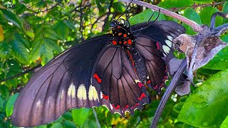 BIRDWING BUTTERFLIES OF SOUTH FLORIDA LIFECYCLE OF THE GOLD RIM SWALLOWTAIL [upl. by Hidie713]