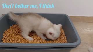 Kitten Astra goes to the toilet in the litter tray for the first time [upl. by Demp]