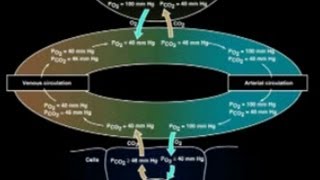 SBPT  Anatomia e fisiologia do sistema respiratório [upl. by Ontina493]