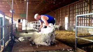 Shearing Rams in Canada vid 4 [upl. by Meier617]