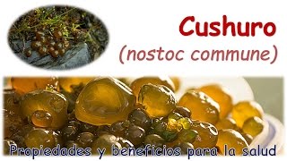 EL CUSHURO  PROPIEDADES Y BENEFICIOS PARA LA SALUD [upl. by Lanos325]